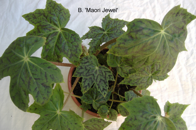 B. ‘Maori Jewel’